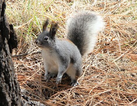 Most Beautiful Squirrels