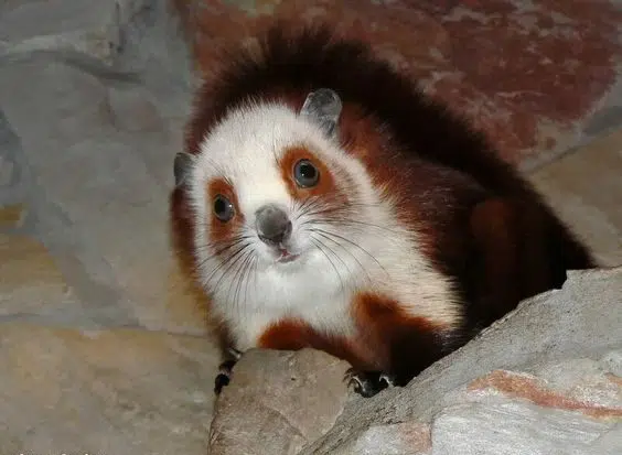 most Beautiful Squirrels
