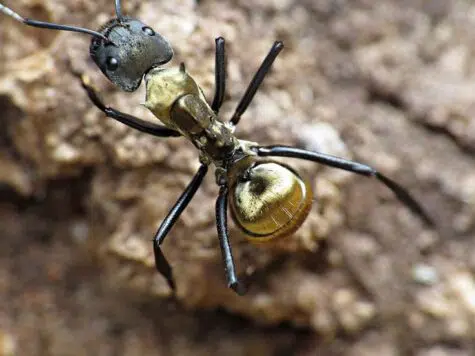 Golden Ants