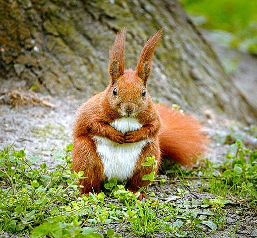 Top 10 Beautiful Squirrels In The World - Top10animal