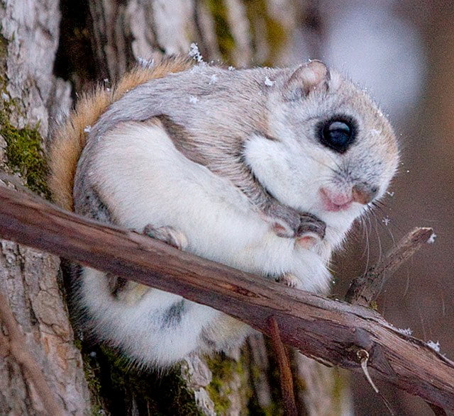 Most Beautiful Squirrels