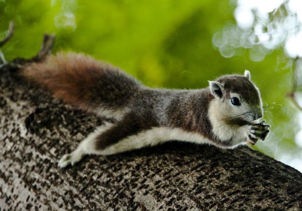 Most Beautiful Squirrels