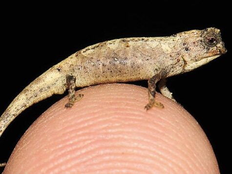Brookesia Nana