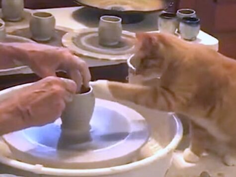 cat makes pottery