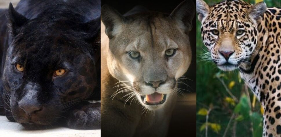 Difference Between Cheetah, Leopard, Puma, Jaguar, And Panther
