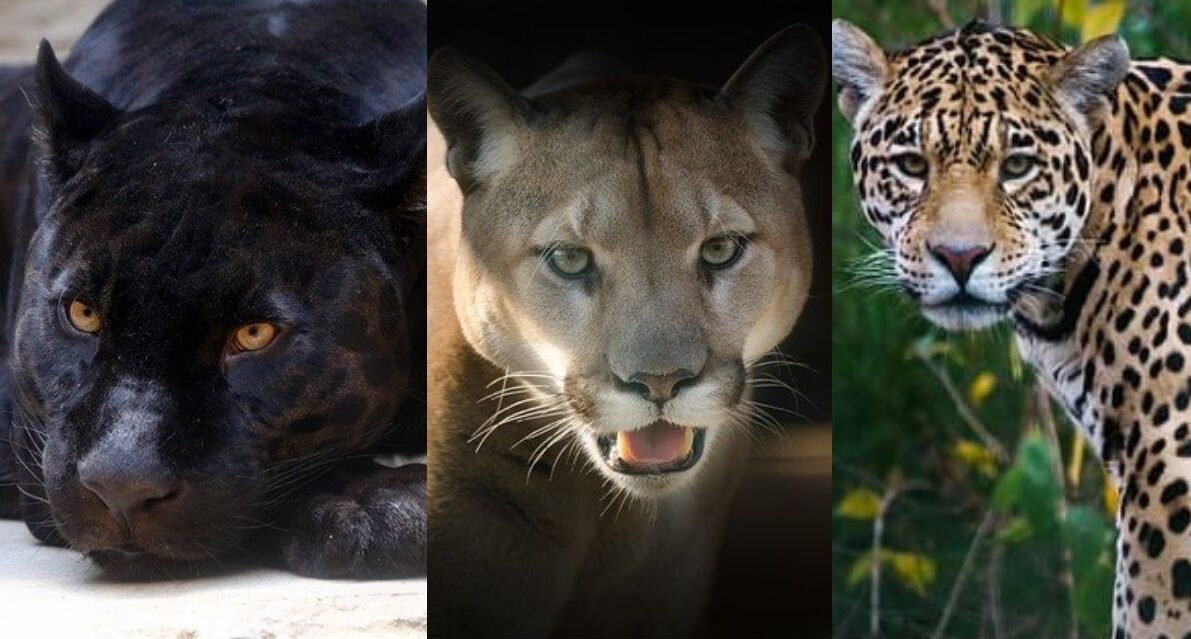 What's The Difference Between Cheetah, Leopard, Puma, Jaguar, And Panther?  - Top10animal