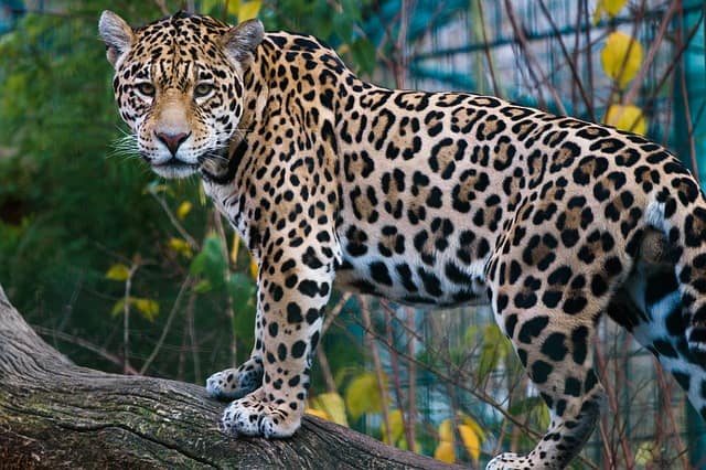 Prefijo Capilla Puerto What's The Difference Between Cheetah, Leopard, Puma, Jaguar, And Panther?  - Top10animal