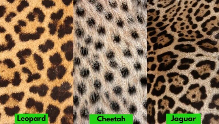 rosettes difference cheetah jaguar panther