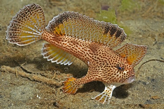 rare spotted handfish