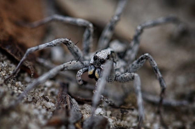 facts about wolf spiders