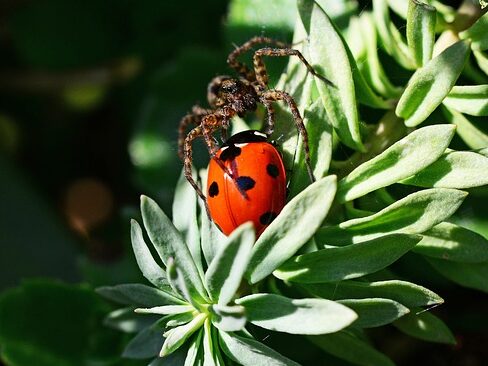 facts about wolf spiders