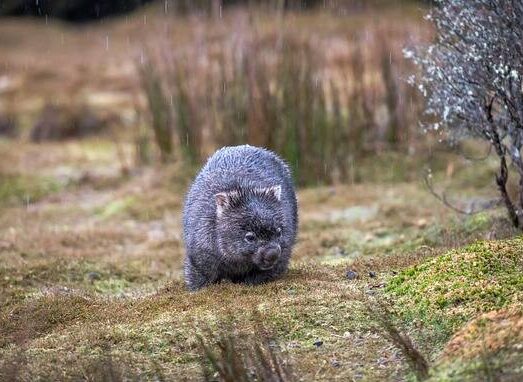 Top 10 Facts About Wombats