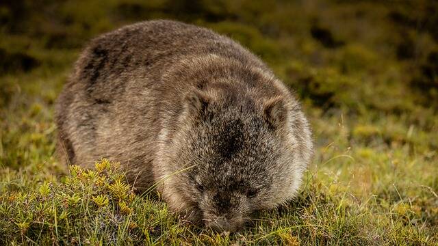 wombat cube poop