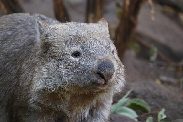 Top 10 Facts About Wombats - Top10animal
