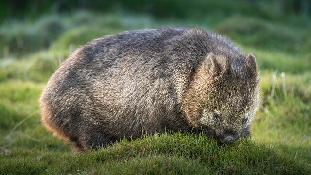facts about wombats