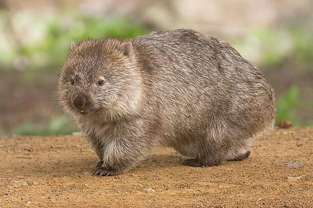Top 10 Facts About Wombats
