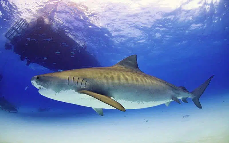 10 Deadliest And Strongest Animals In The Ocean - Top10animal