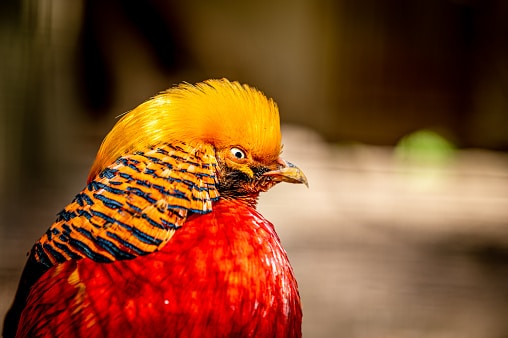 Golden Pheasant