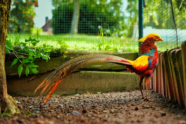 colorful Golden Pheasant