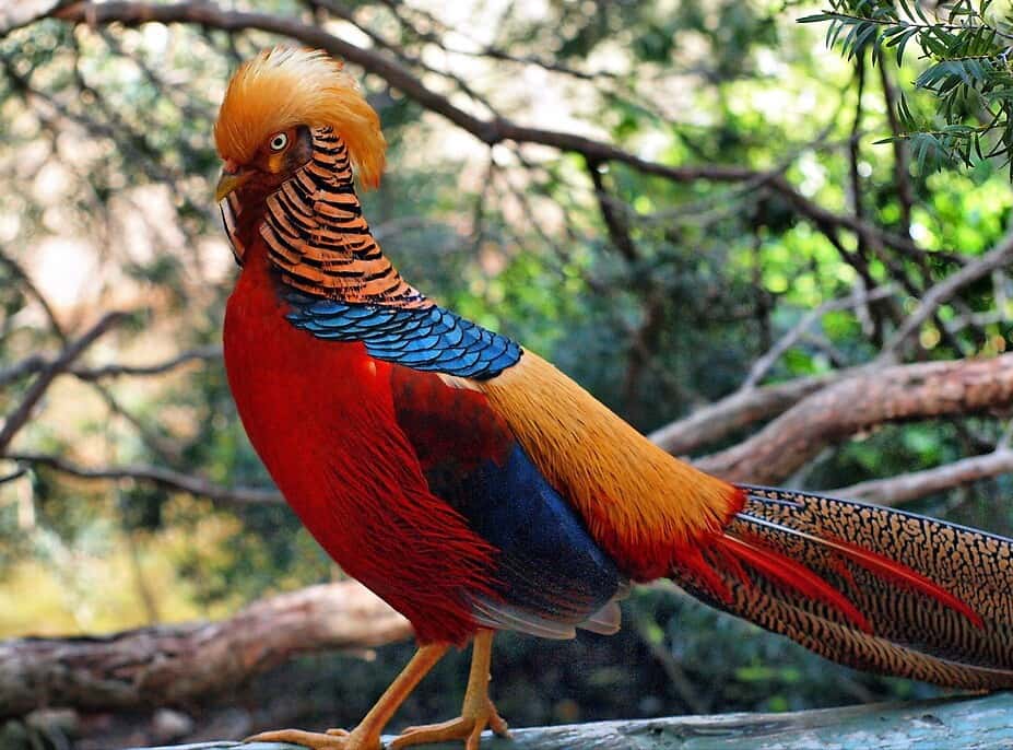 Golden Pheasant, rainbow pheasant