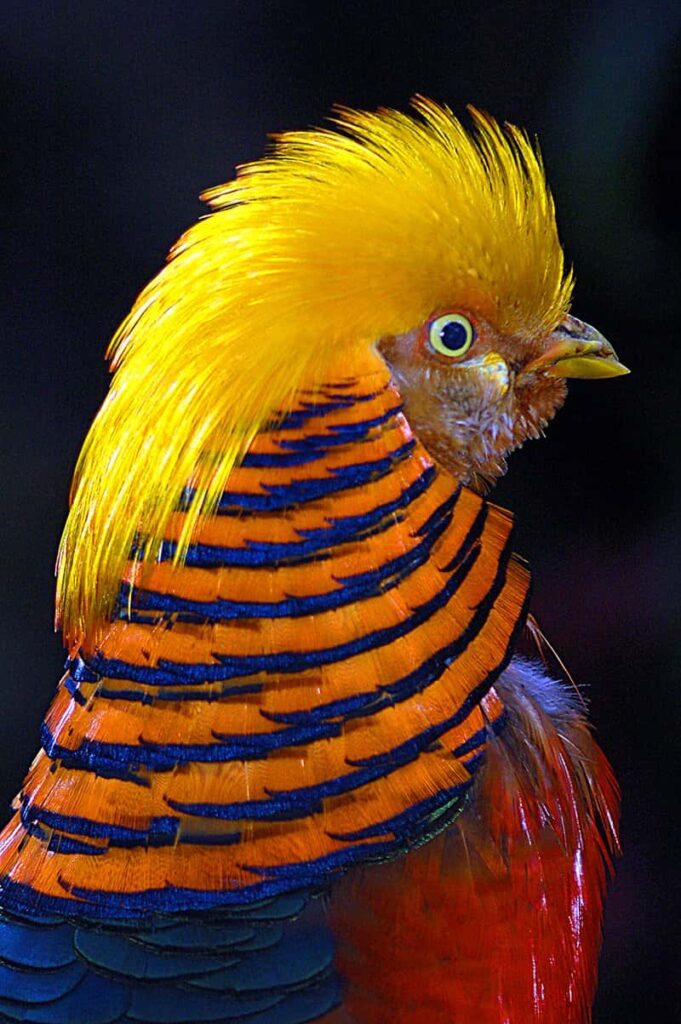 Golden Pheasant