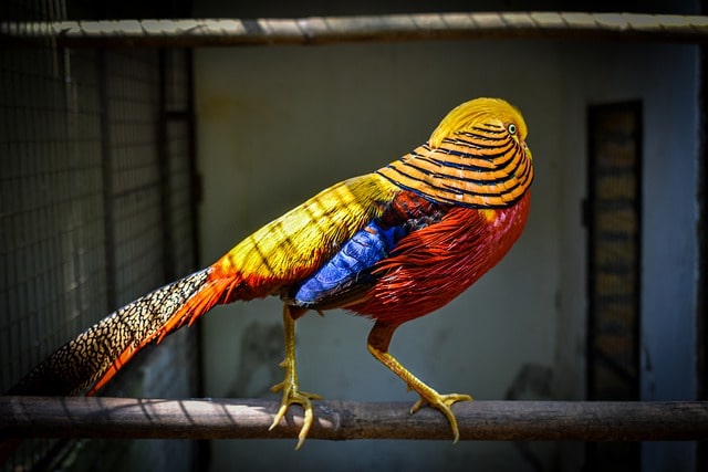 Golden Pheasant