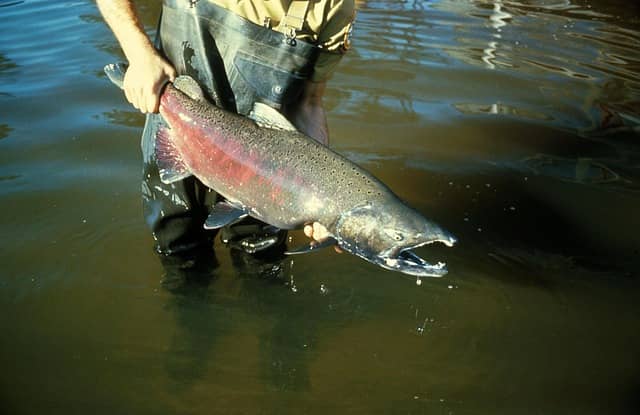 Animals Going Extinct In Canada