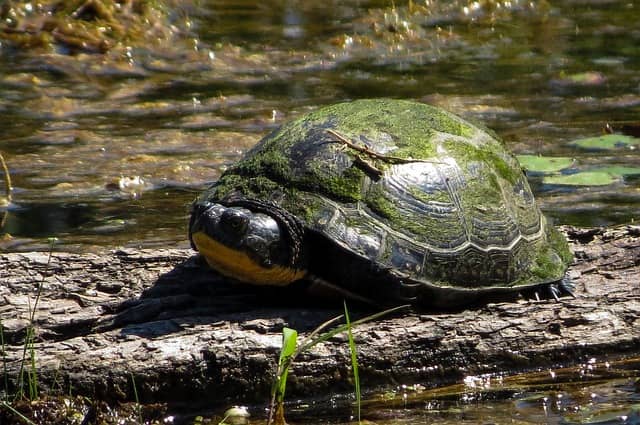 Endangered Animals In Canada