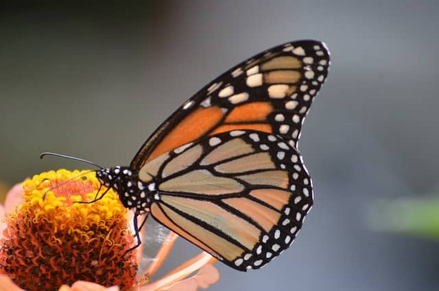 Animals Going Extinct In Canada