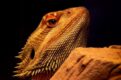 Most Popular Pets in Australia