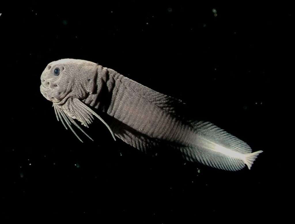 Threadfin Snailfish