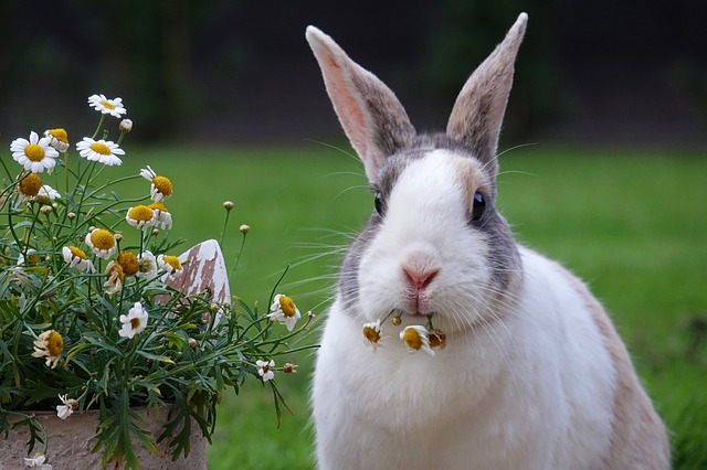 How High Can Rabbits Jump