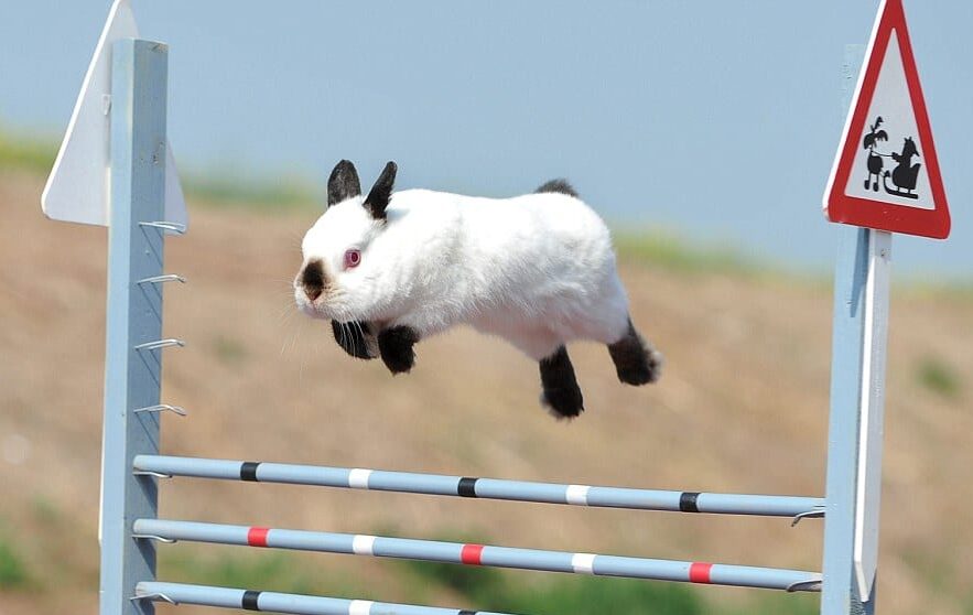 How High Can Rabbits Jump