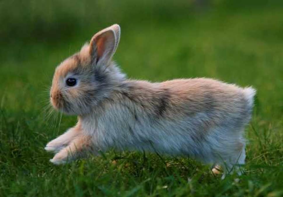 How High Can Rabbits Jump? Top10animal