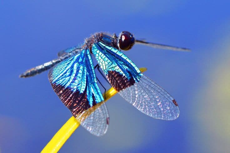 Beautiful Insects You can Keep as Pets
