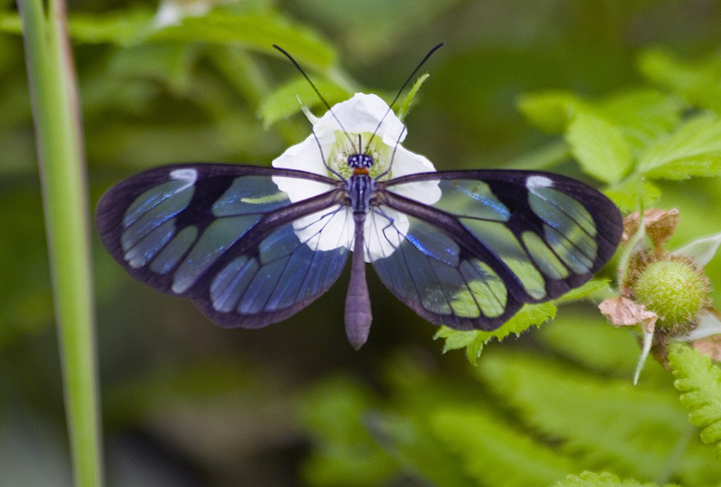 Beautiful Insects You can Keep as Pets