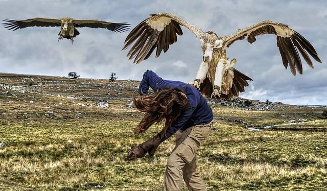 10 Most Dangerous Birds In The World - Top10animal