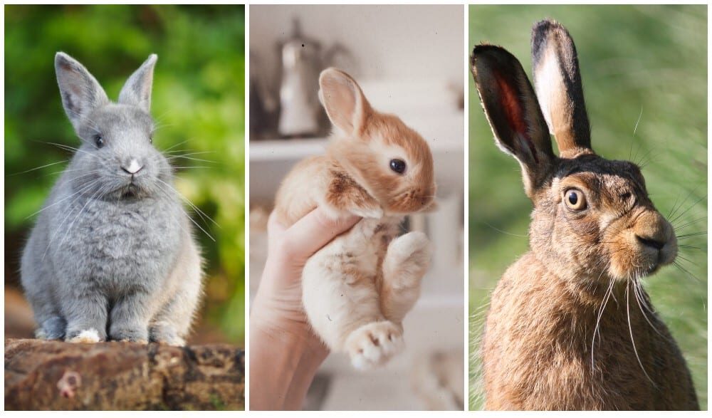 The Differences Between Rabbits And Hares