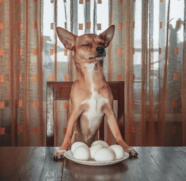 16 Dangerous Food for Dogs