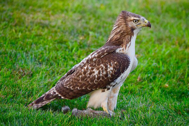 Most Dangerous Birds In The World