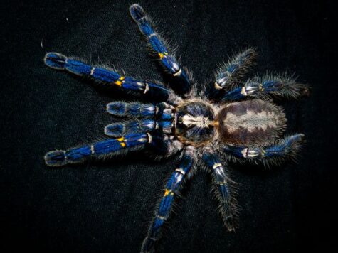 Gooty Sapphire tarantula