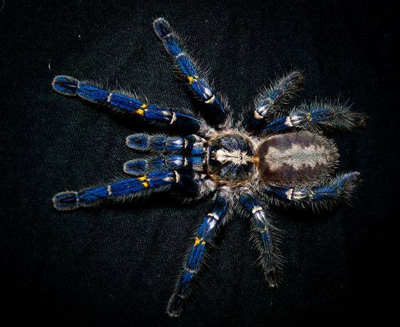 Gooty Sapphire tarantula