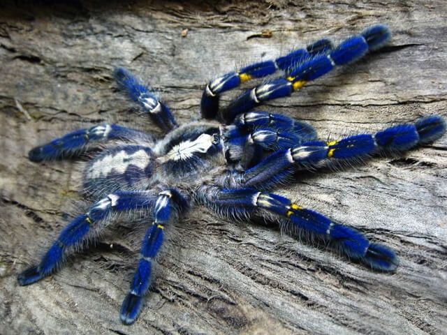 Poecilotheria metallica