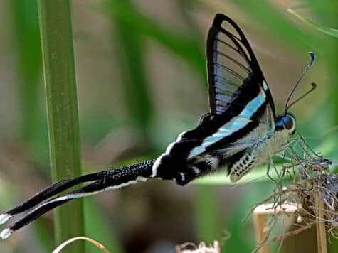 Green Dragontail Butterfly