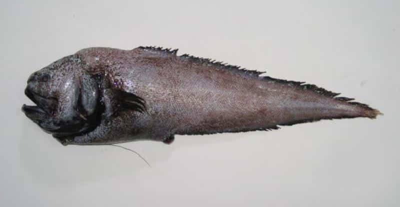 Boney Eared Assfish