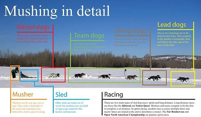 Facts about Sled Dogs