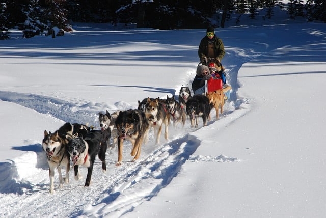 Facts about Sled Dogs