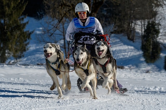 Facts about Sled Dogs