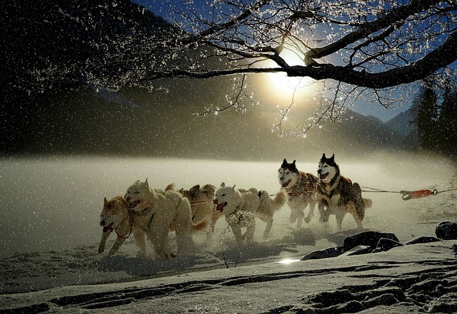 Facts about Sled Dogs