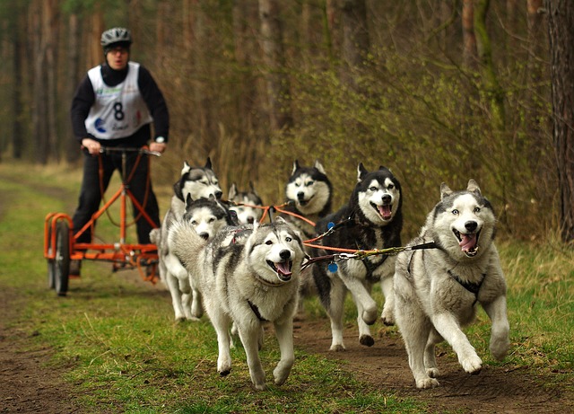 Facts about Sled Dogs